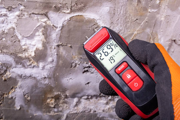 Mold Testing and Removal in Pine Prairie, LA