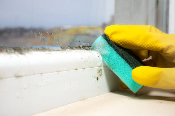 Best Mold Testing  in Pine Prairie, LA