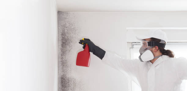 Best Affordable Mold Removal  in Pine Prairie, LA