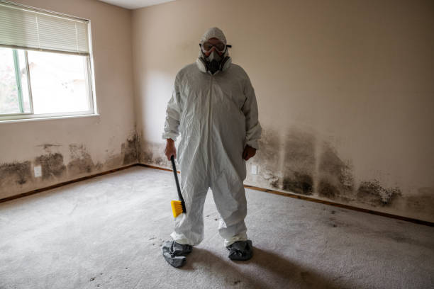 Best Commercial Mold Removal  in Pine Prairie, LA