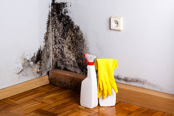 Best Emergency Mold Removal  in Pine Prairie, LA